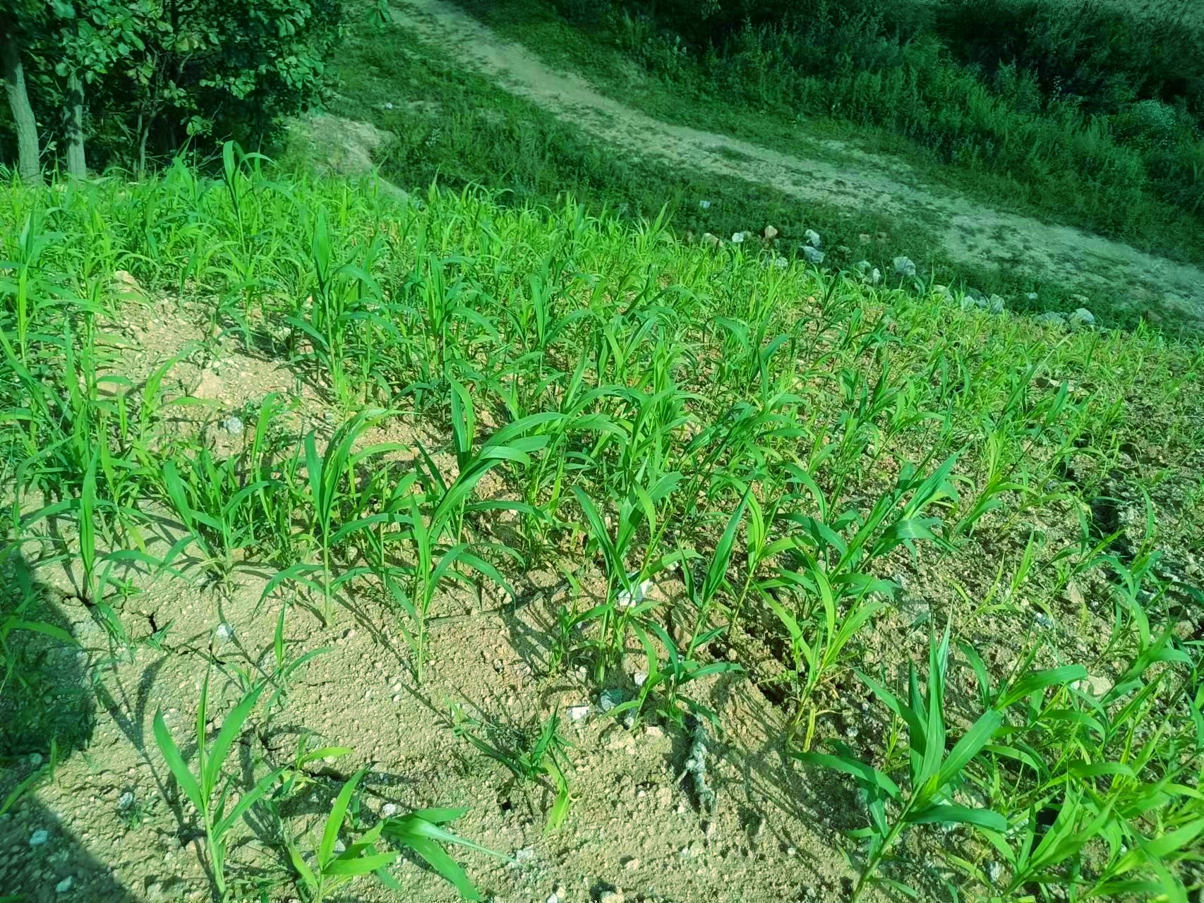 1705301826405130.jpg 1705301826405130.jpg